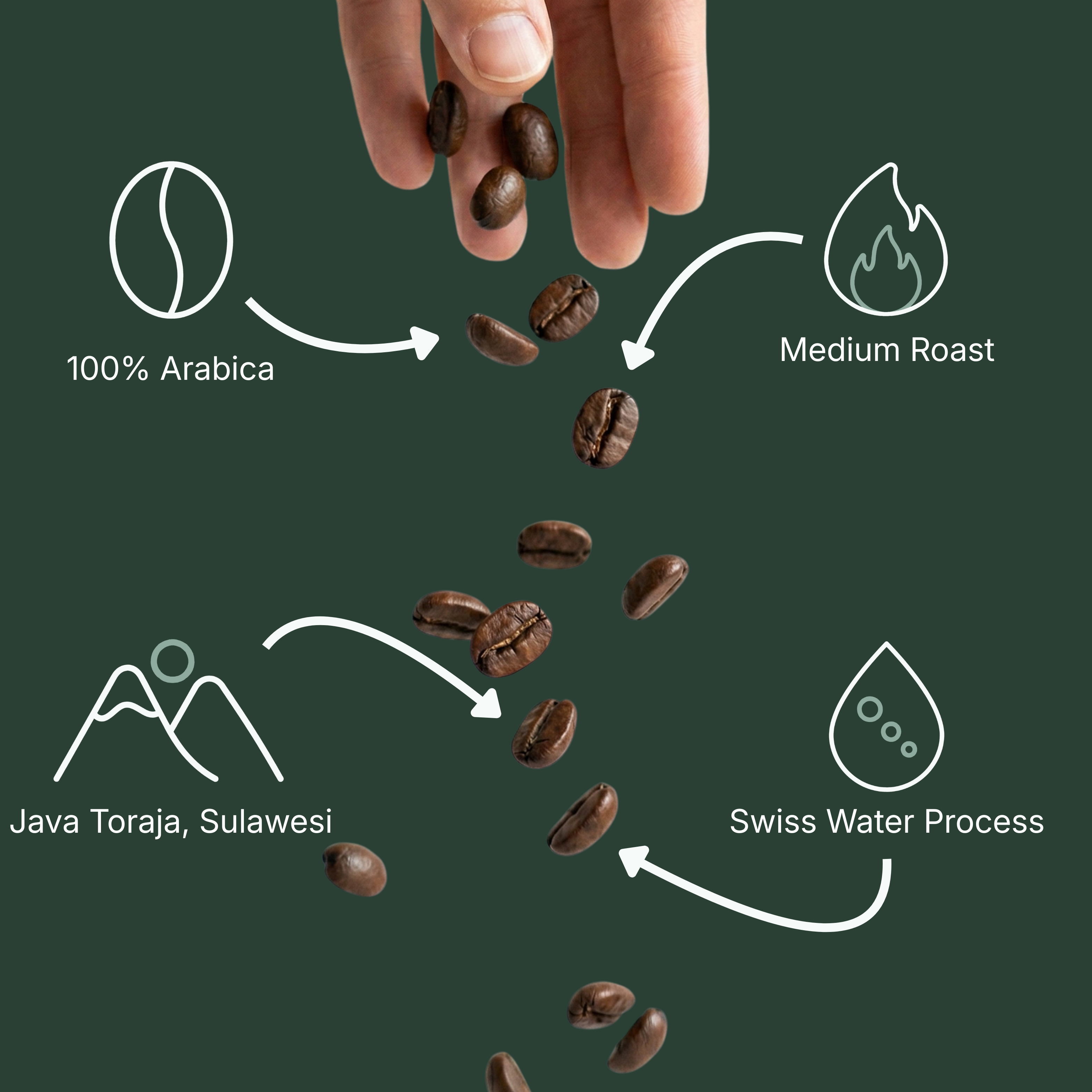 Forest Decaf Coffee (Medium Roast)